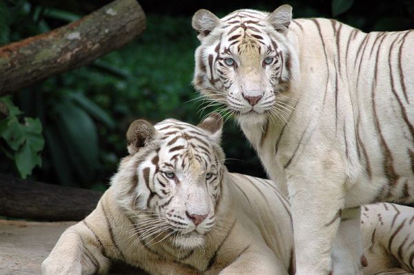 white bangal tiger